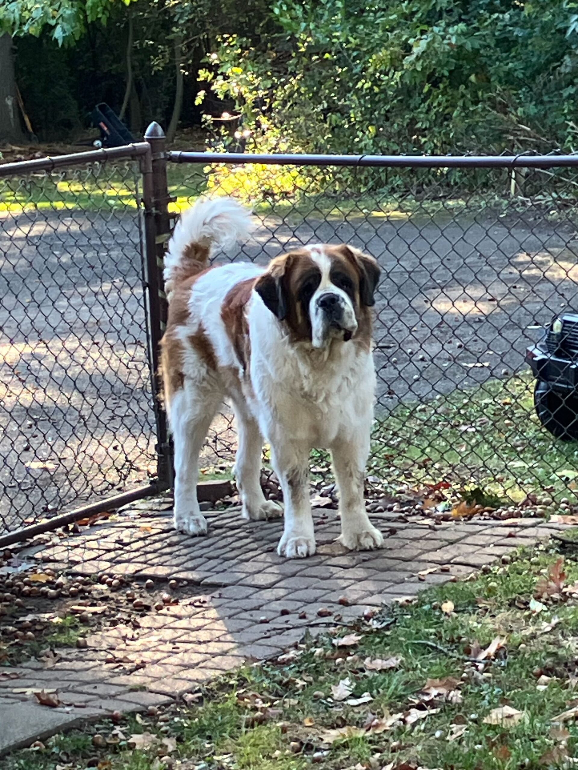 Dog Poop Pickup in Redford Township, Michigan
