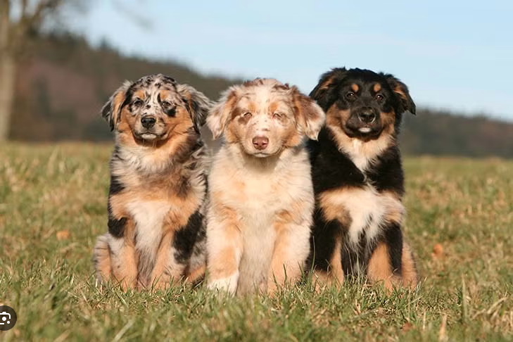 Dog Poop Pickup in Redford Township, Michigan