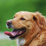 Dog Poop Pickup in Redford Township, Michigan