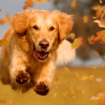 Dog Poop Pickup in Redford Township, Michigan