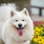 Dog Poop Pickup in Redford Township, Michigan