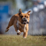 Dog Poop Pickup in Redford Township, Michigan