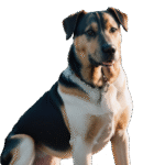 Dog Poop Pickup in Redford Township, Michigan